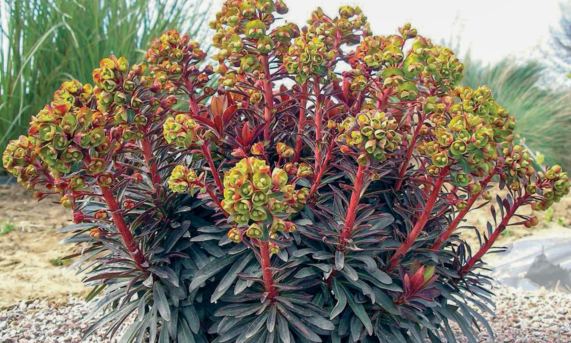 Plant Growers Australia - Euphorbia Blackbird