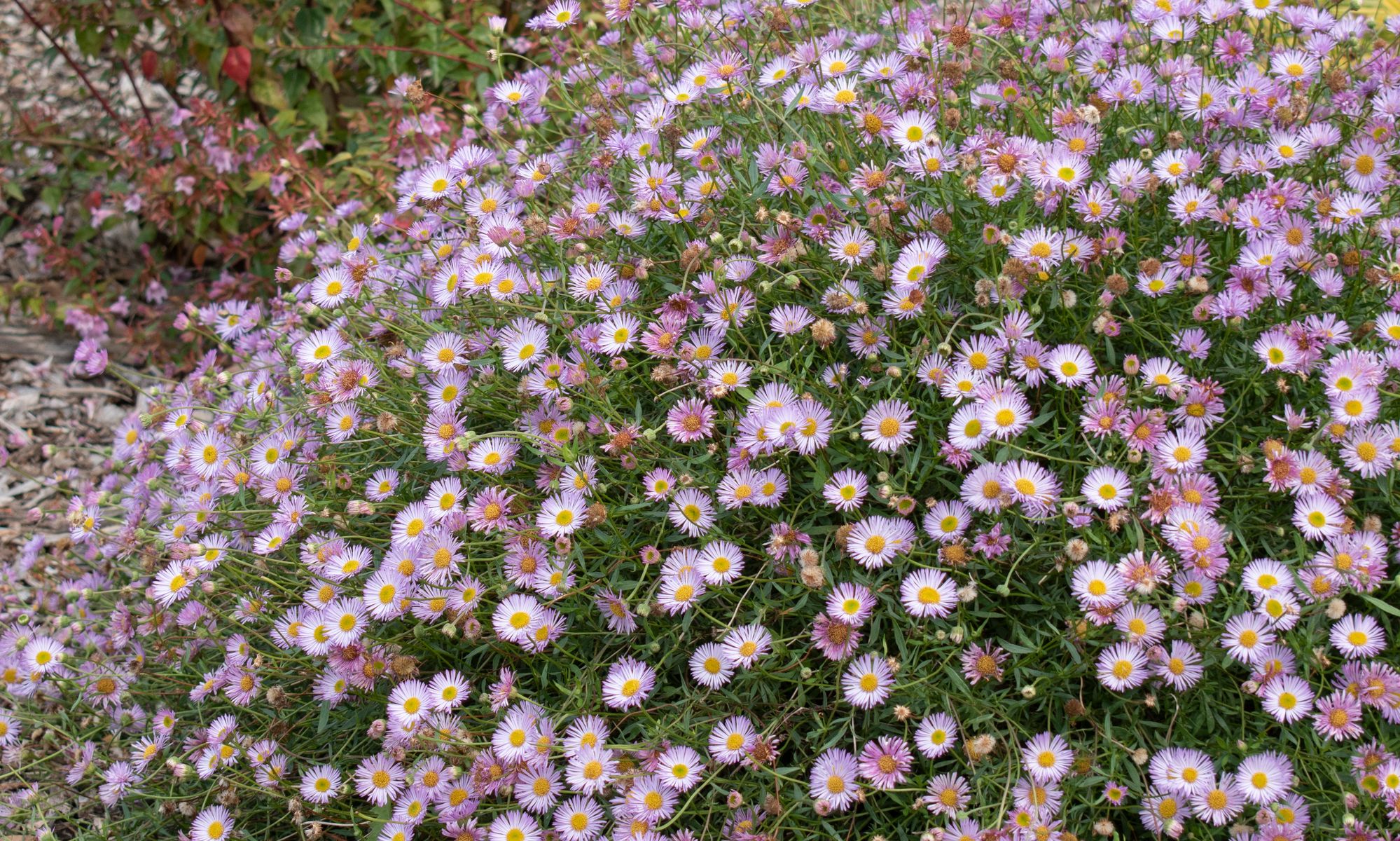 Plant Growers Australia - Erigeron Seaside Pink