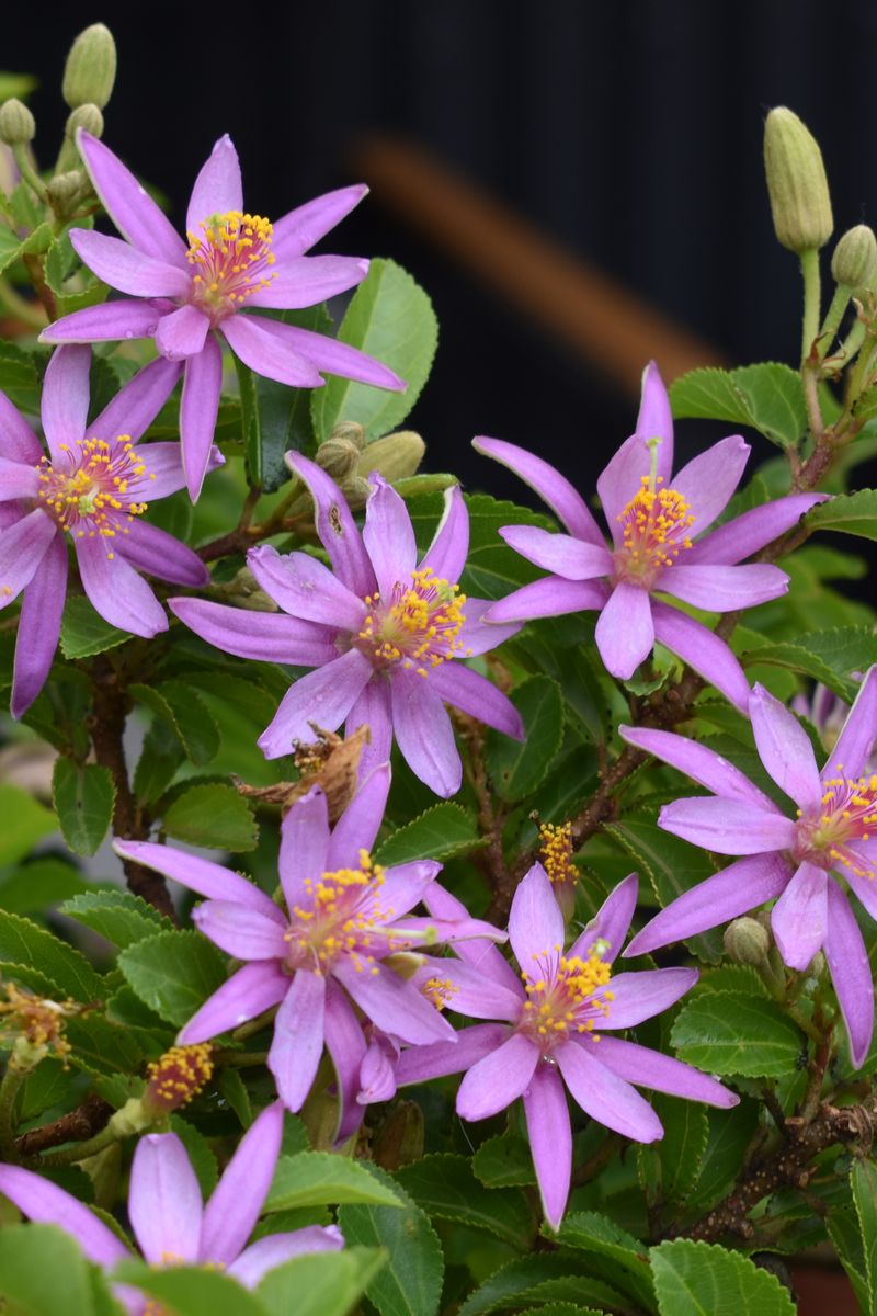 Plant Growers Australia - Grewia Lavender Star