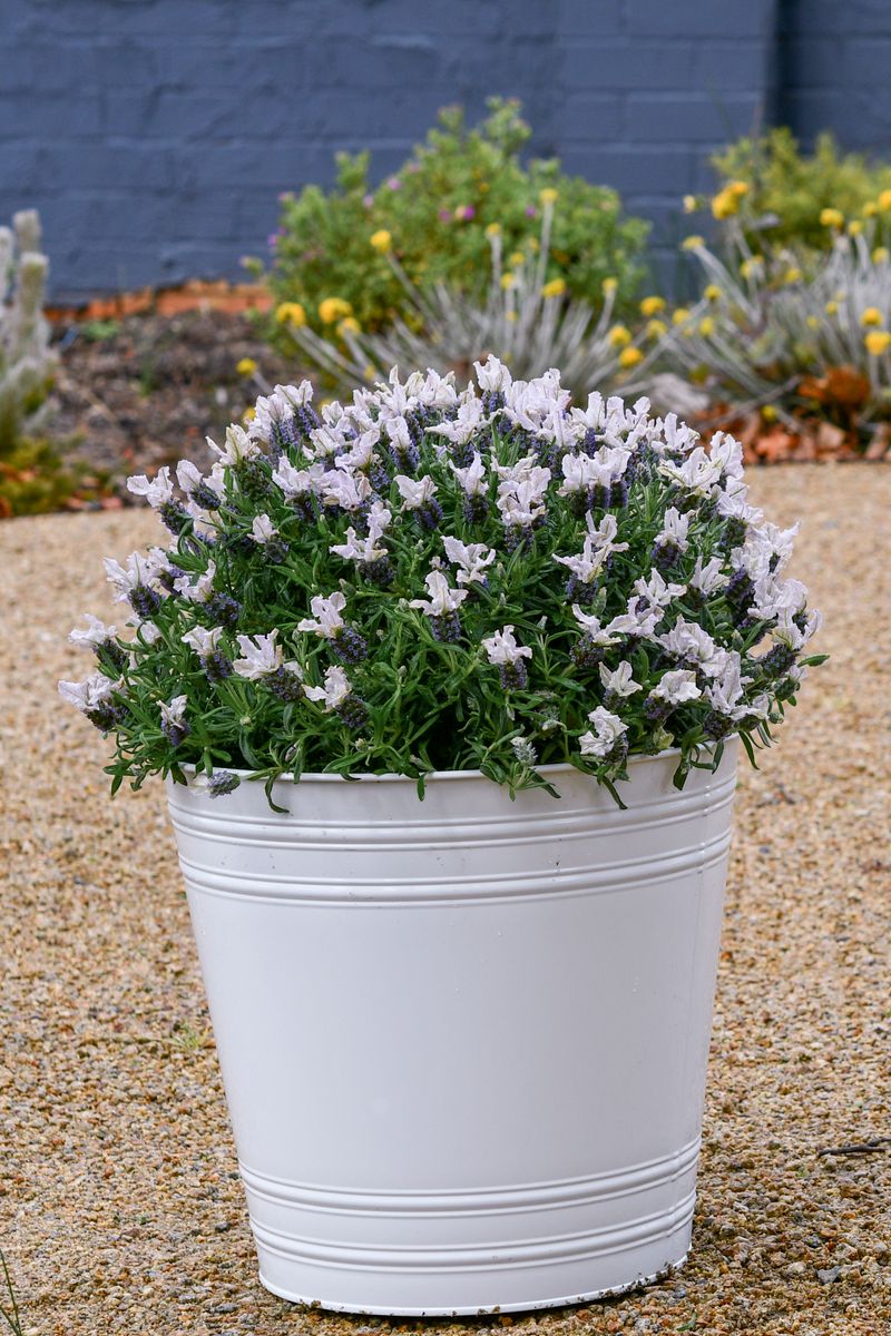 Plant Growers Australia - Lavender Blushberry Ruffles