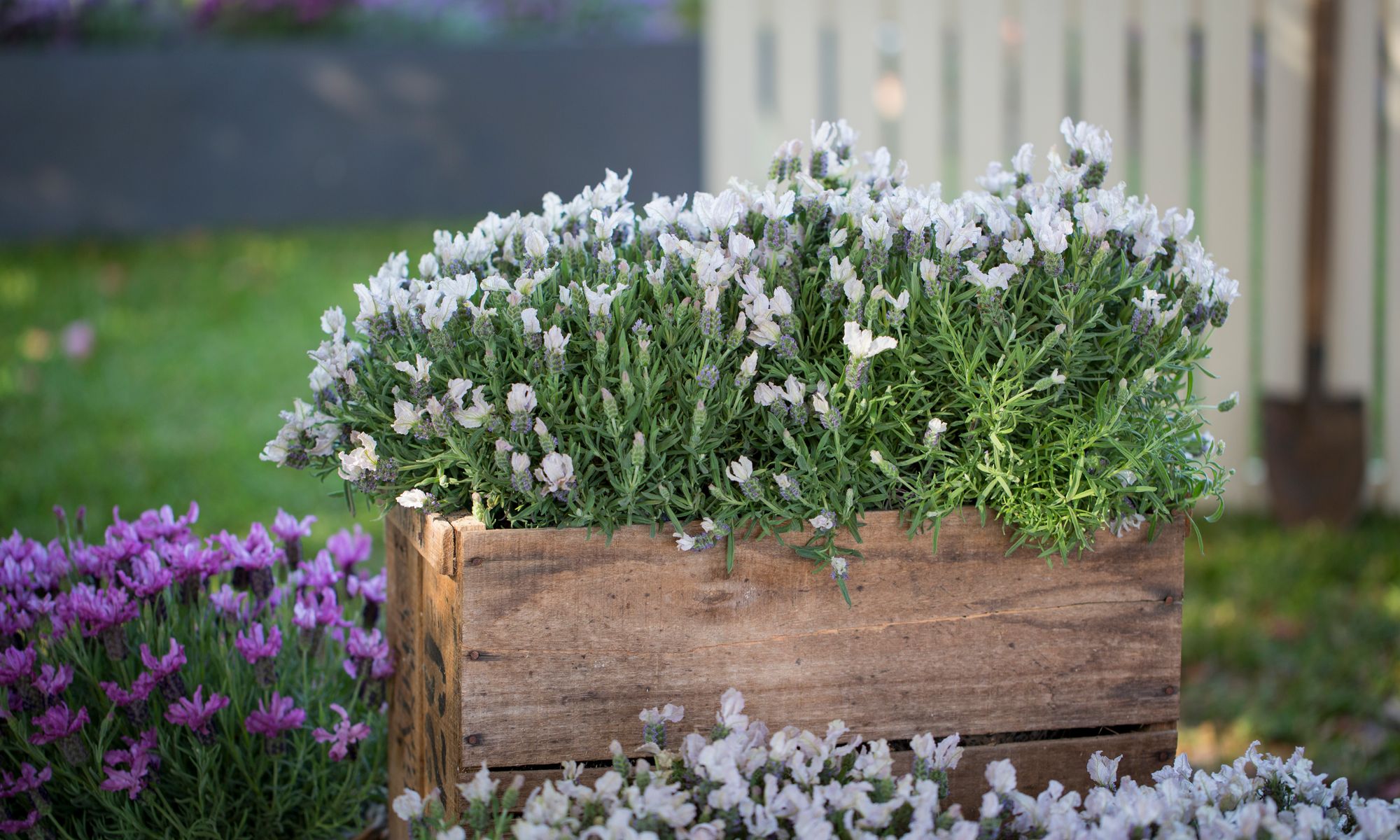 Plant Growers Australia - Lavender Blushberry Ruffles
