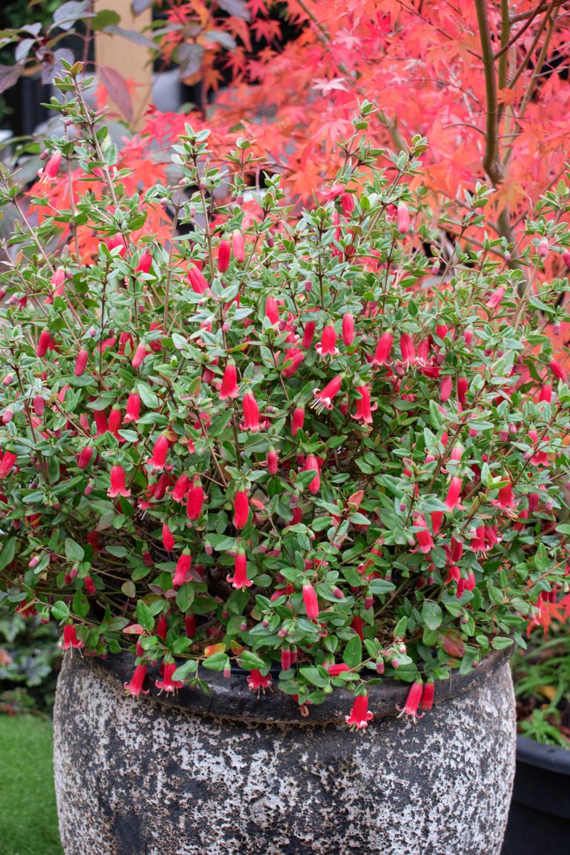 Plant Growers Australia - Correa Red