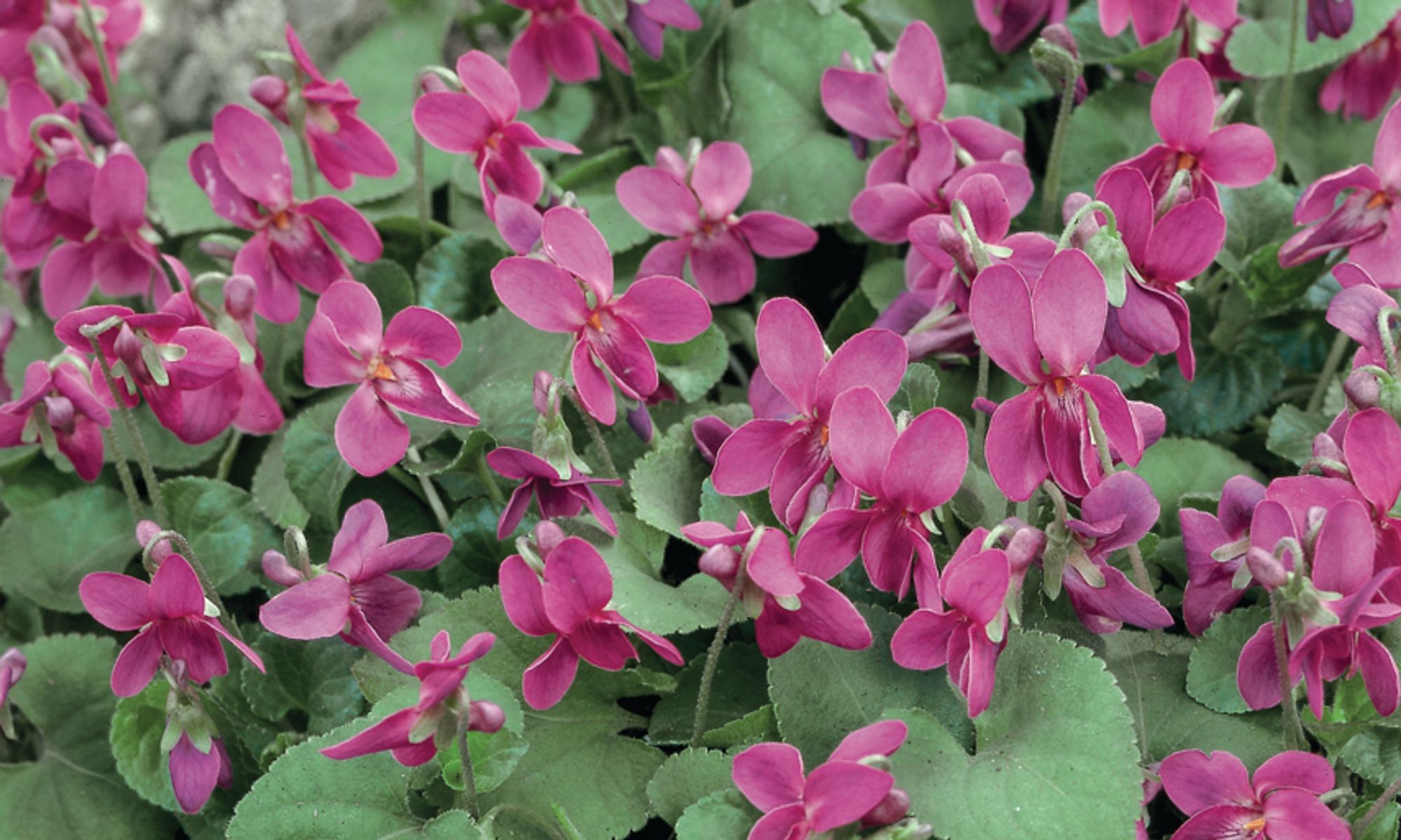 Plant Growers Australia - Viola Pink Perfume