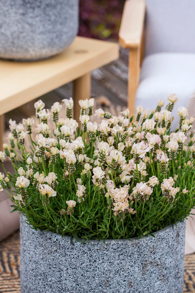 Plant Growers Australia - Lavender Vanillaberry Ruffles