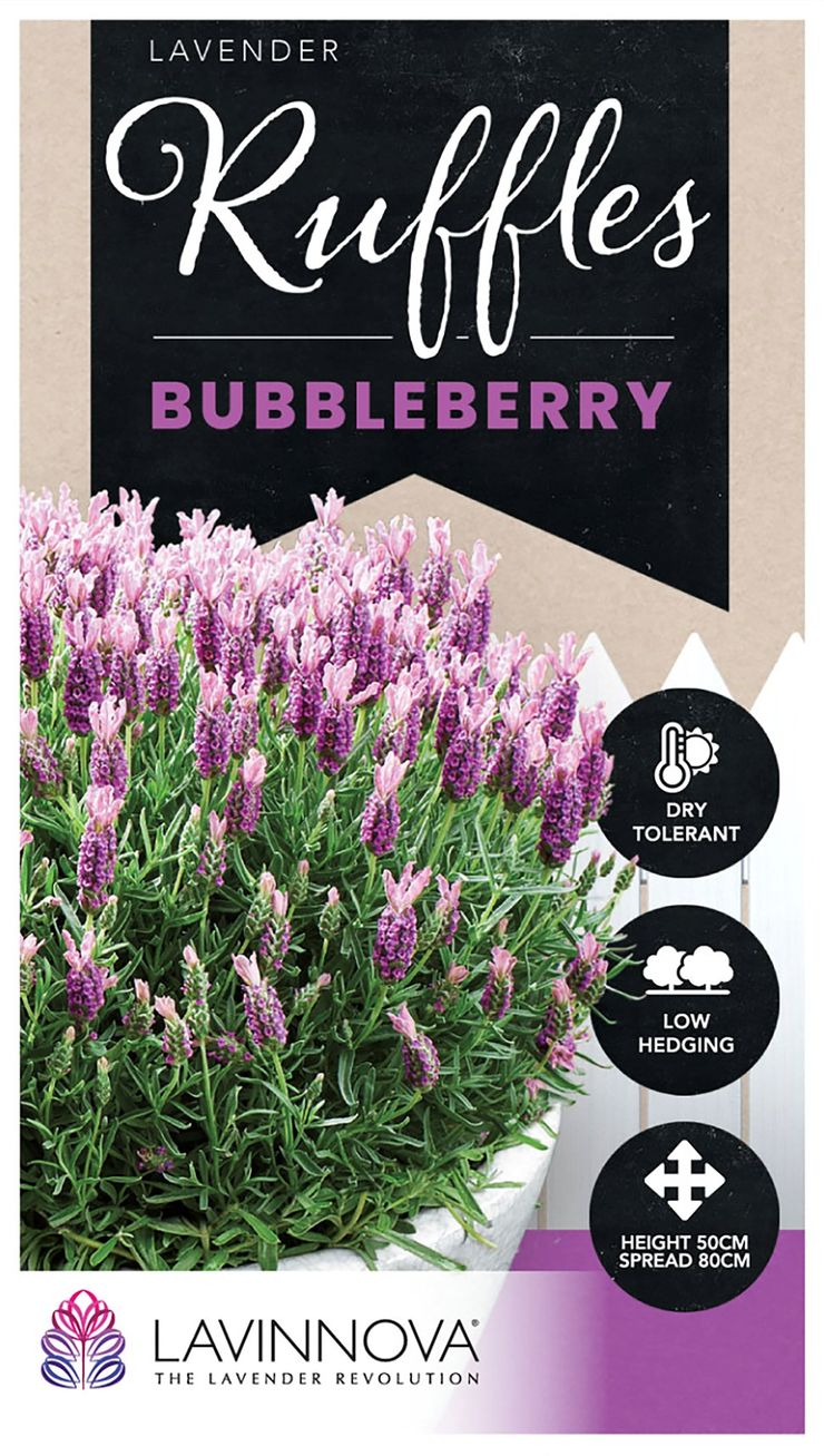 Plant Growers Australia - Lavender Bubbleberry Ruffles