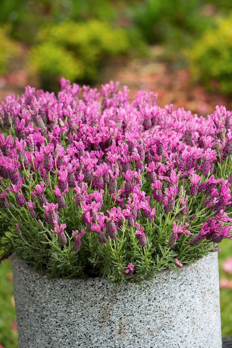 Plant Growers Australia - Lavender Bubbleberry Ruffles