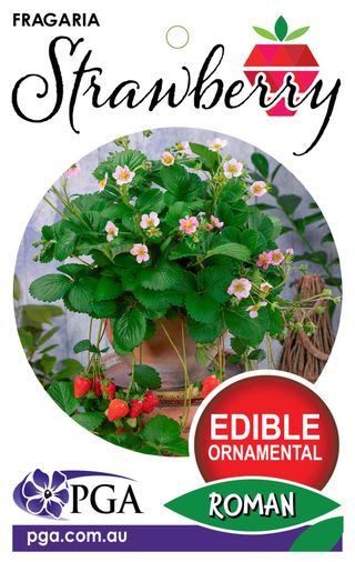 Plant Growers Australia - Fragaria Strawberry Roman