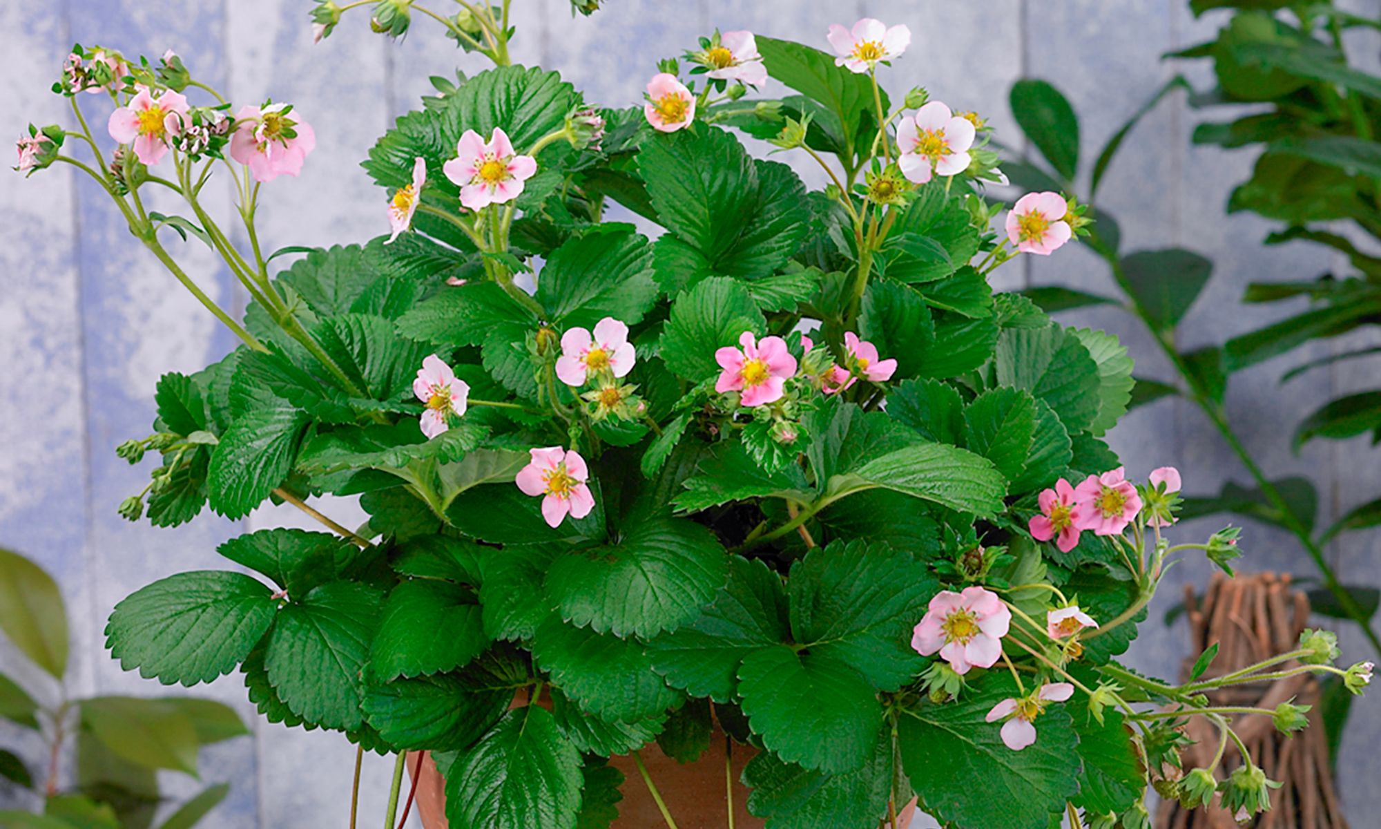 Plant Growers Australia - Fragaria Strawberry Roman