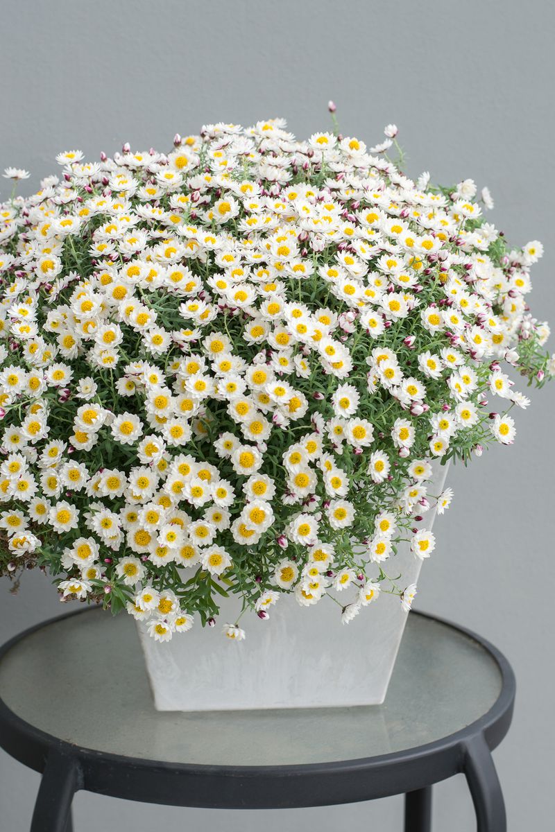 Plant Growers Australia - Rhodanthe Paper Girl Basket