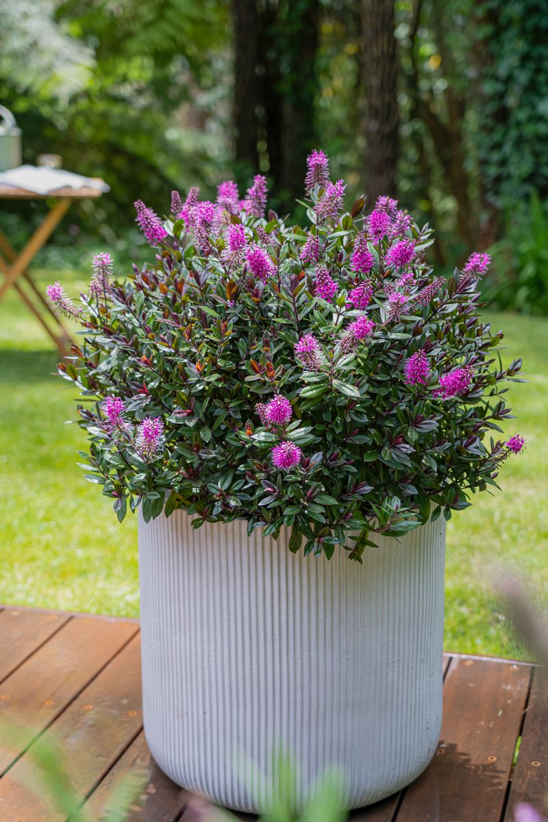 Plant Growers Australia - Hebe Raspberry Truffle