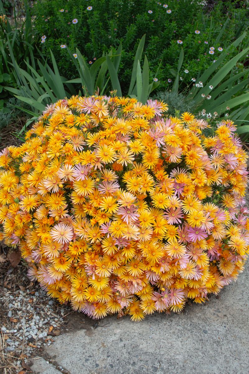Plant Growers Australia - Lampranthus Amber