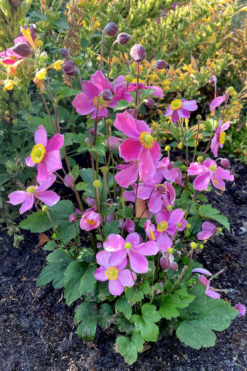 Plant Growers Australia - Anemone Rose