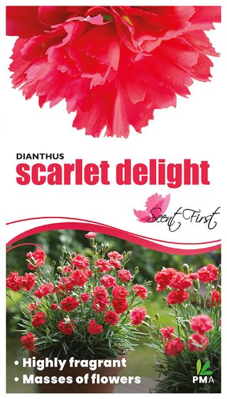 Plant Growers Australia - Dianthus Scarlet Delight
