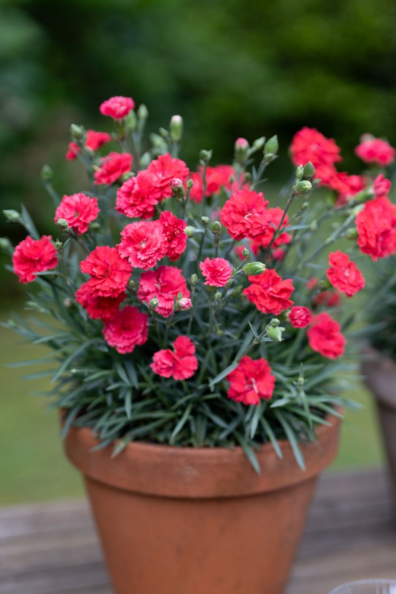 Plant Growers Australia - Dianthus Scarlet Delight