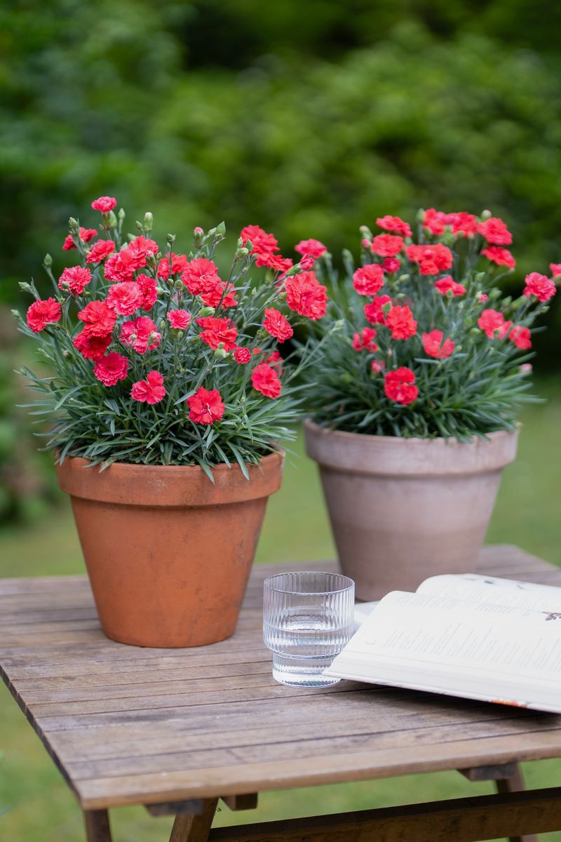 Plant Growers Australia - Dianthus Scarlet Delight