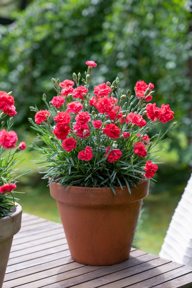 Plant Growers Australia - Dianthus Scarlet Delight
