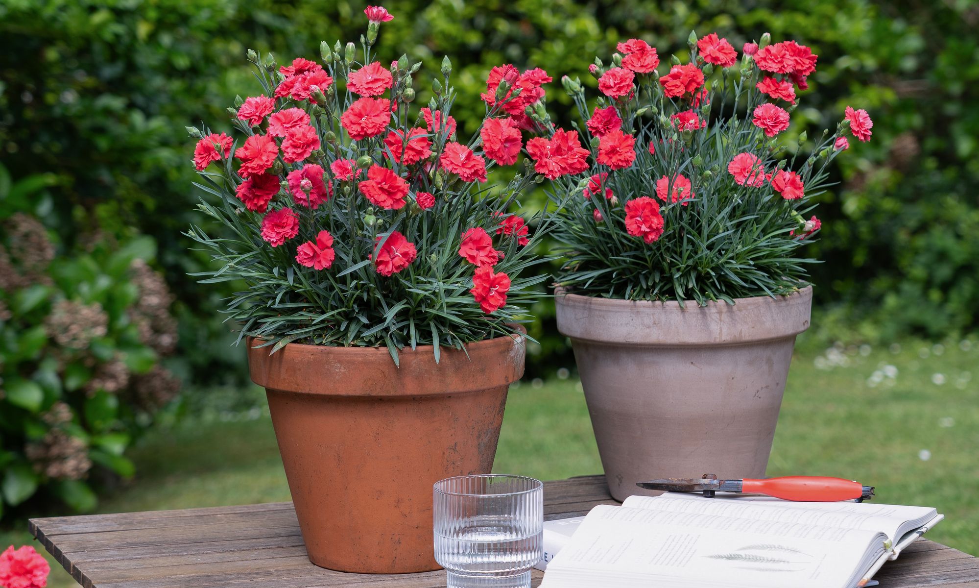 Plant Growers Australia - Dianthus Scarlet Delight