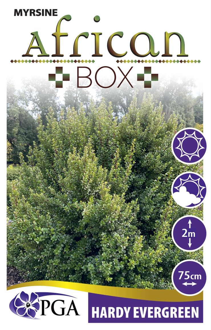 Plant Growers Australia Myrsine African Box