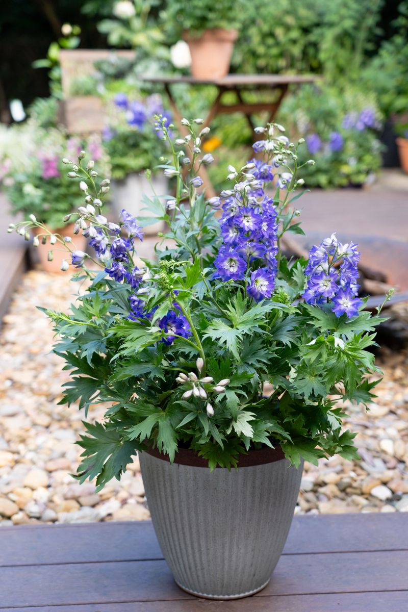 Plant Growers Australia - Delphinium Glitzy